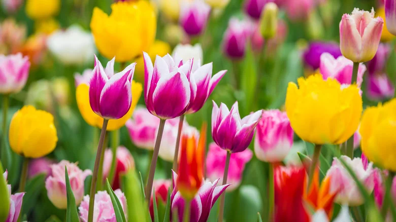 The Tall Flowering Plant That Makes A Stunning Backdrop For Garden Bulbs