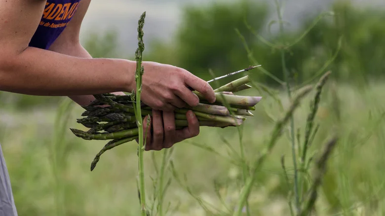 The Tasty Fruit That Benefits From Being Planted Alongside Asparagus