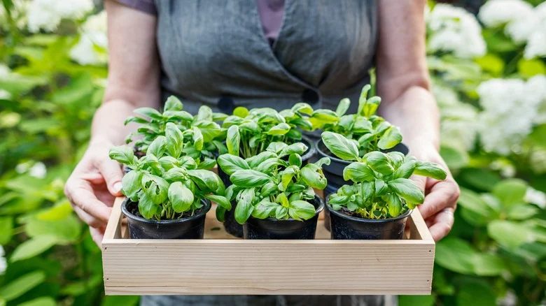The Tasty Veggie You’ll Want To Consider Planting Alongside Your Basil