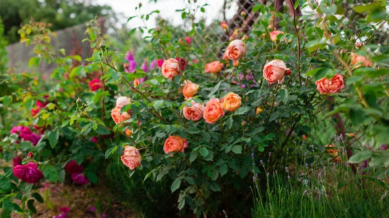 The Tea Rose Variety That Adds Moody Interest And Color To Your Garden