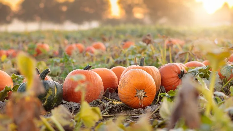 The Tell-Tale Sign That Your Pumpkins Are Finally Ready To Harvest