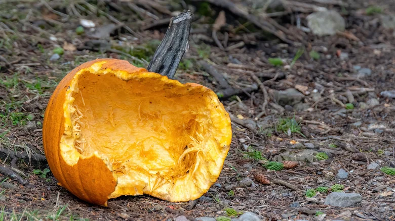 The Three Biggest Threats To Your Pumpkin Patch This Fall