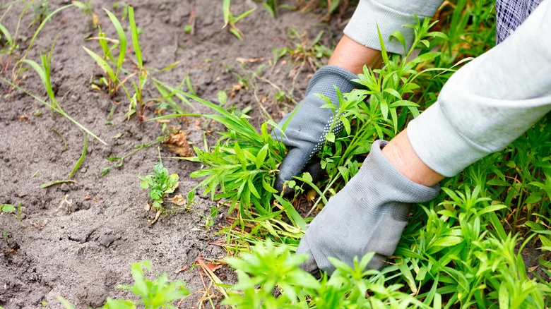 The TikTok-Approved Garden Tool That Makes Weeding Faster & Easier Than Ever