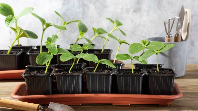 The TikTok Gardening Community Has Helpful Tips To Start Growing Cucumbers