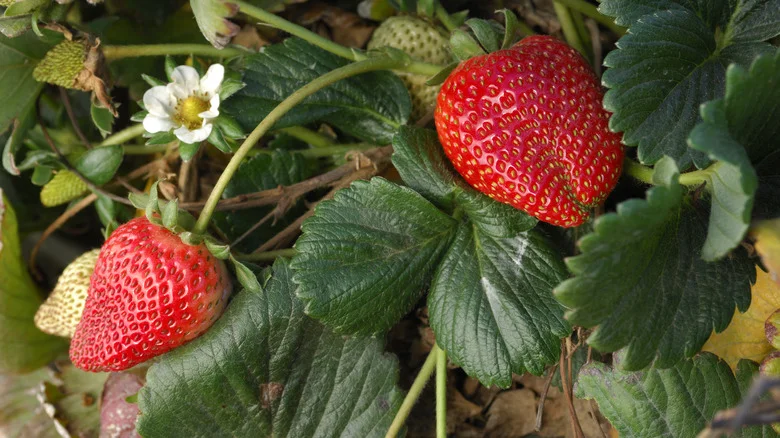 The TikTok Strawberry Gardening Advice To Avoid At All Costs