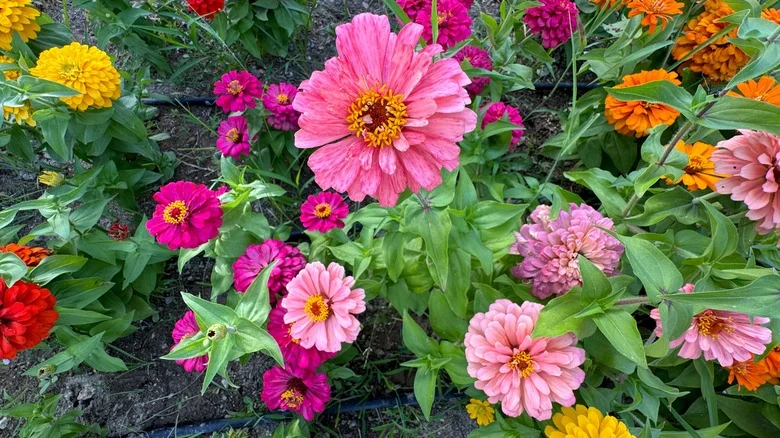 The Tomato Cage Gardening Trick That’ll Make Zinnias Stand Taller