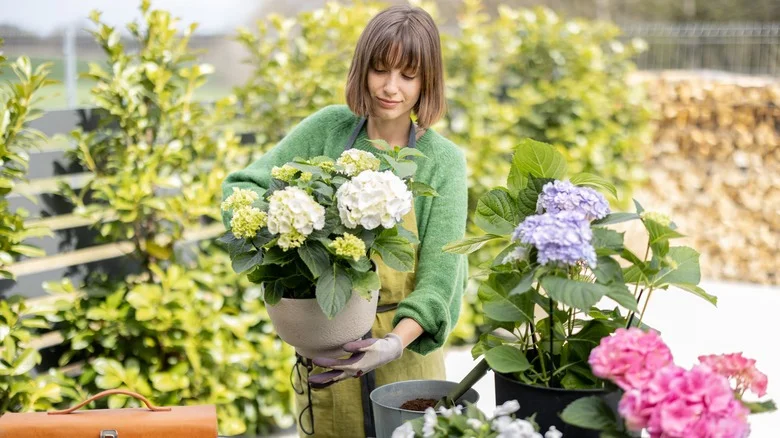 The Tomato Feed Hack People Use On Potted Flowers (& Should You Try It?)