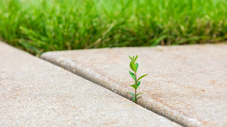 The Tool You Need To Remove Weeds In Driveway Cracks & Prevent Them From Coming Back