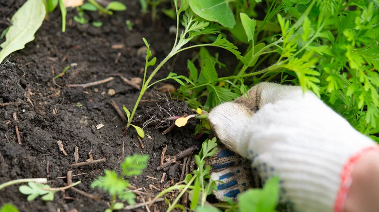The Toolbox Essential That Can Remove The Pesky Weeds From Your Yard