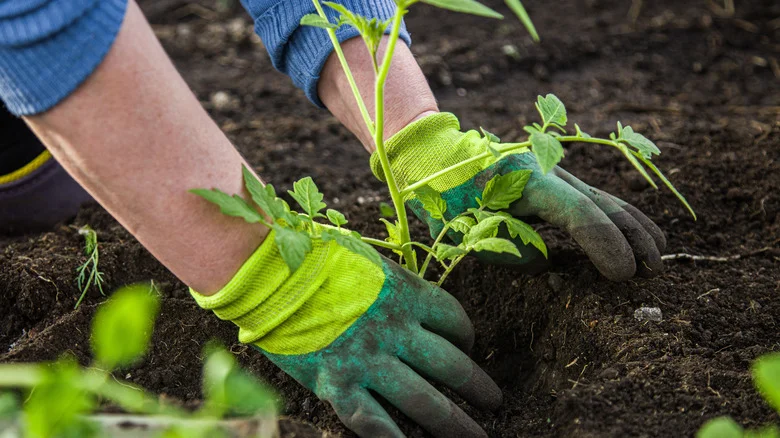 The Top Three Easiest Foods To Grow In Your Garden, According To TikTok