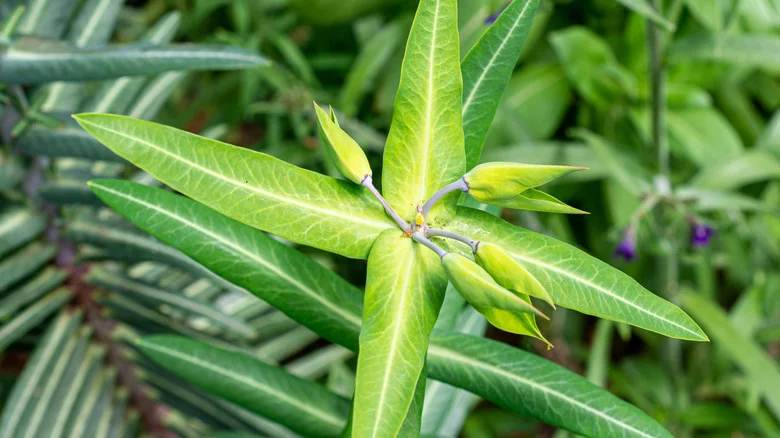 The Toxic Plant That’s Said To Kill Pests In Your Garden