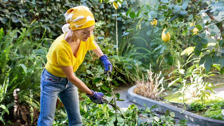 The Traditional Kitchen Garden Design That Makes Growing Easier
