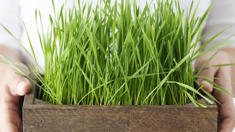 The Trick For Growing Wheatgrass Indoors Without Soil