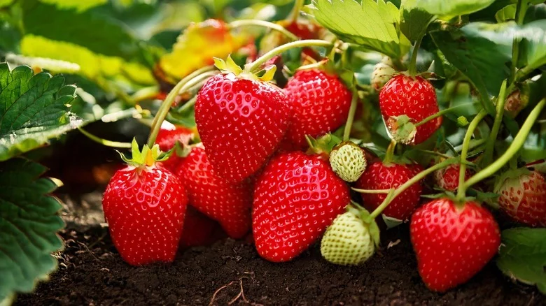The Trick Smart Gardeners Use To Avoid Dried Out Strawberries