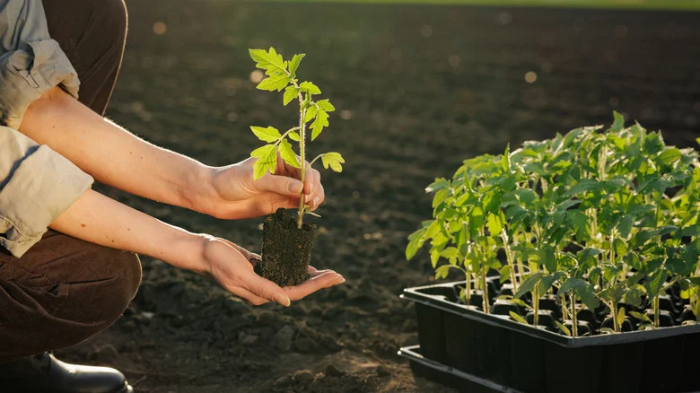 The Trick To Getting Seeds To Germinate Is Hiding In Your Medicine Cabinet