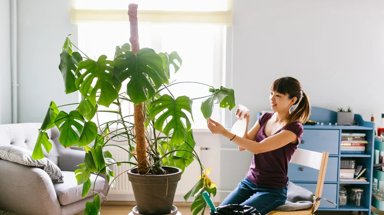 The Trick To Give Your Monstera Plant The Neatest Look