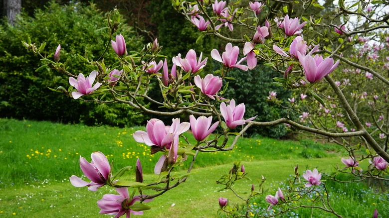 The Trick To Growing A Gorgeous Magnolia Tree From Seed