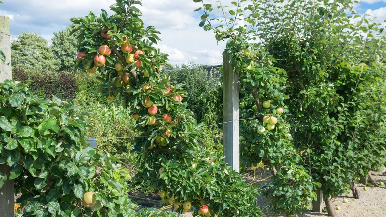 The Trick To Planting Fruit Trees When You Don’t Have Much Room