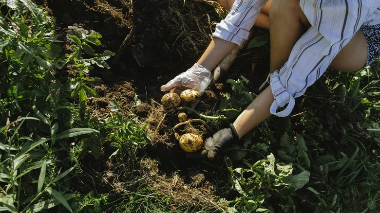 The Trick To Try With Your Potato Plants After Harvesting To Produce A Second Crop