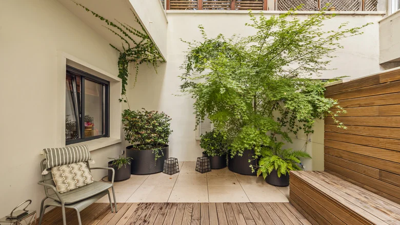 The Tropical Fruit Tree Perfect For Your Patio That Can Thrive In A Container