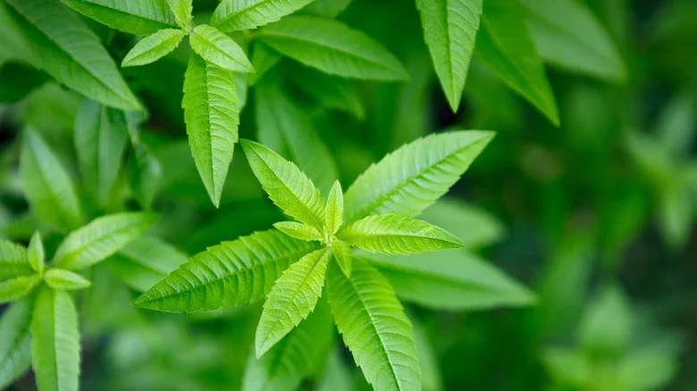 The Two Herbs That Help Lemon Verbena Thrive