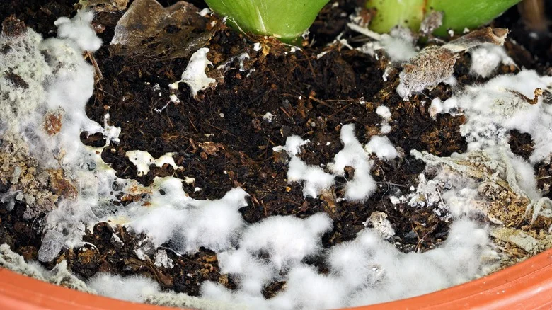 The Type Of Herbal Tea You Can Use To Get Rid Of Your Soil’s Fungus