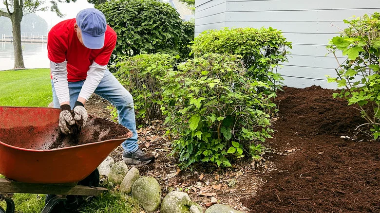 The Type Of Mulch That Naturally Deters Fleas From Your Lawn