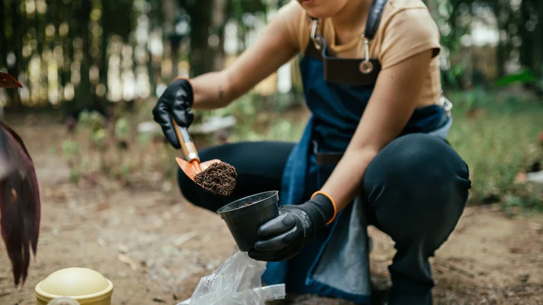 The Type Of Rock You Can Add To Your Soil For Improved Drainage