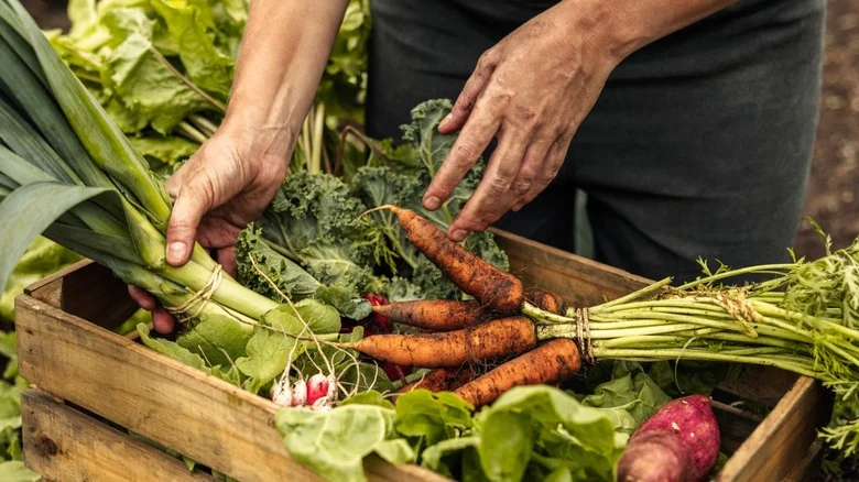 The Type Of Vegetable You Should Harvest After A Frost For Sweeter Flavor