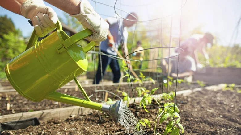 The Ultimate Guide To Improving Heavy Clay Soil In Your Garden