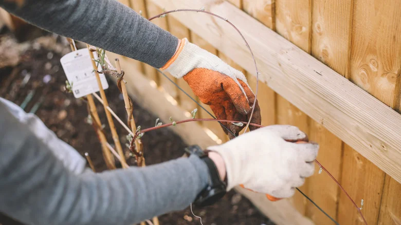 The Underrated And Fast-Growing Perennial Vine That Yields Edible Fruit