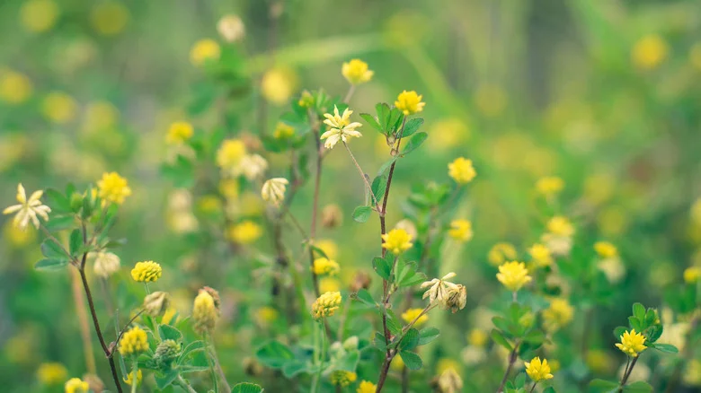 The Underrated Benefits Of Having Black Medic Weeds In Your Lawn