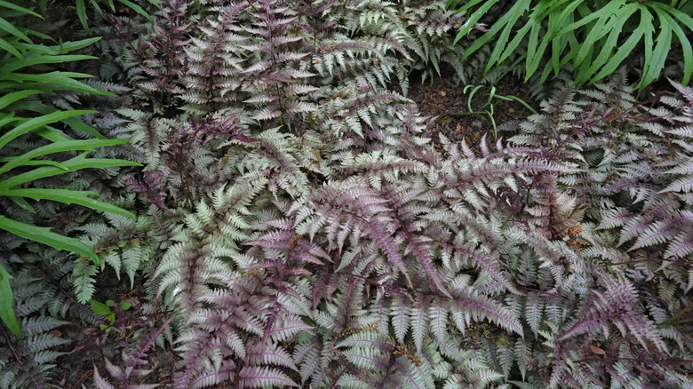The Underrated Companion Plant That Beautifully Complements Japanese Painted Ferns
