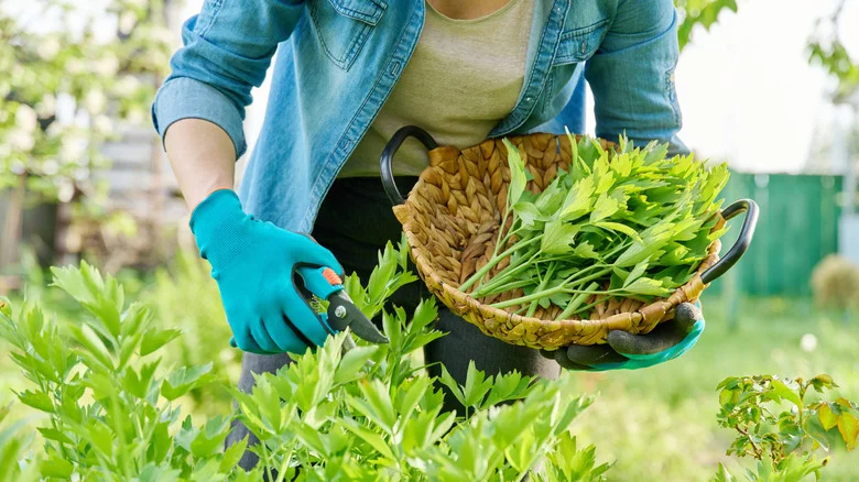 The Underrated Herb You’ll Wish You Started Growing In Your Garden Sooner