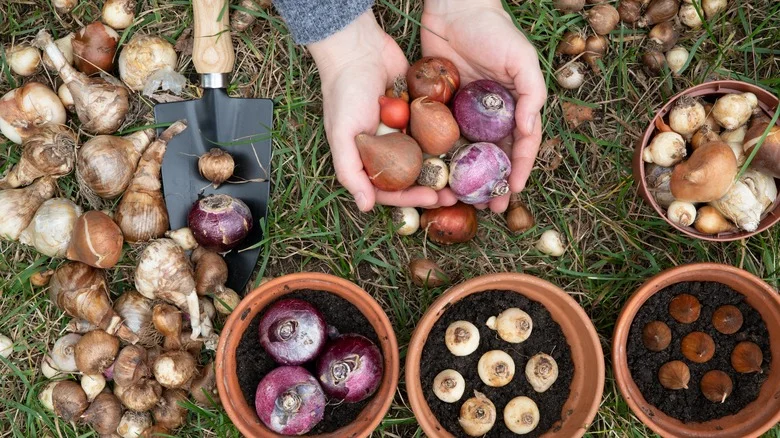 The Underutilized Spring Bulb You’ll Want To Add To Your Garden