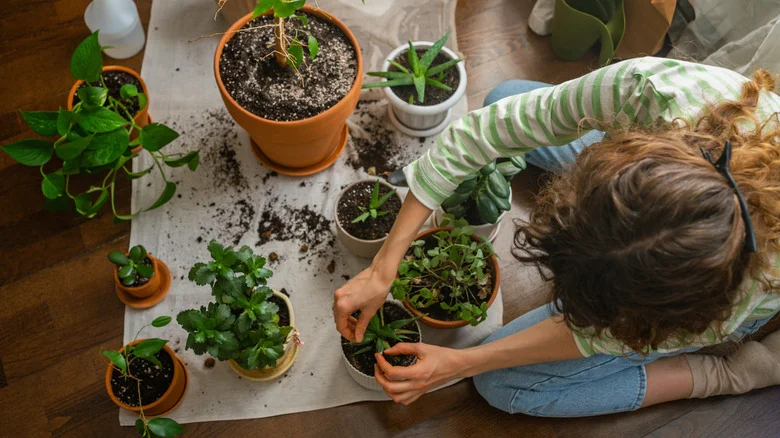 The Unexpected Addition That Helps Keep Your Houseplants Strong & Healthy