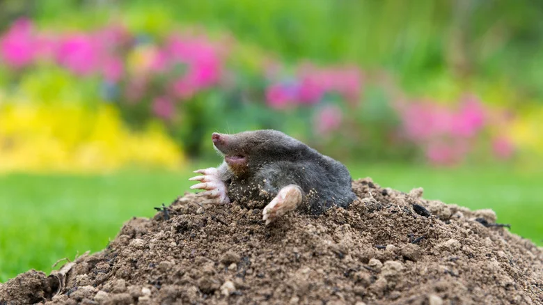 The Unexpected Benefit Of Having Moles In Your Yard