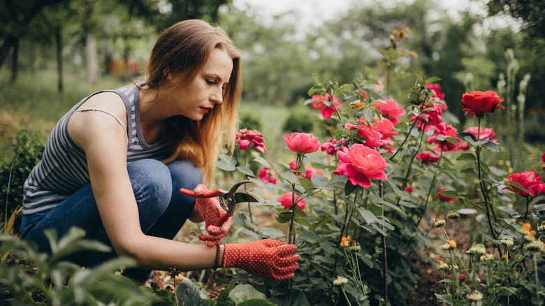 The Unexpected Benefit Of Planting Garlic Near Your Roses