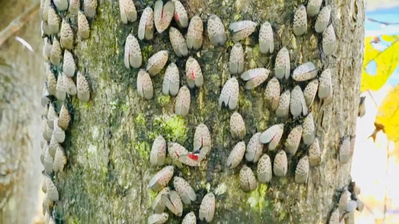 The Unexpected Benefit To Having Pesky Spotted Lanternflies In Your Yard