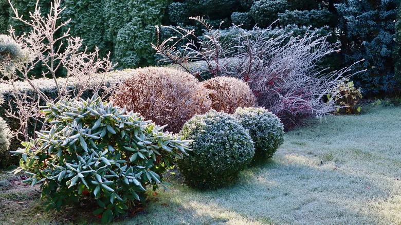 The Unexpected Benefits Winter Frost Brings To Gardens