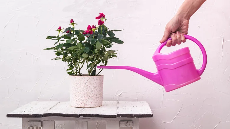 The Unexpected Beverage That Can Help Your Roses Grow And Thrive