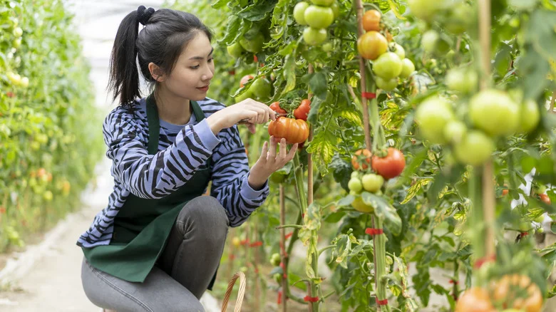 The Unexpected Downsides To Growing Tomatoes In Your Garden
