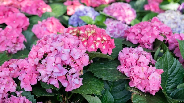 The Unexpected Fertilizer To Use For Stunning Purple & Pink French Hydrangea Plants