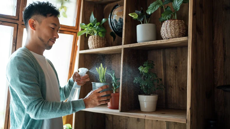 The Unexpected Hack That Will Keep Your Houseplants Watered While You’re Away