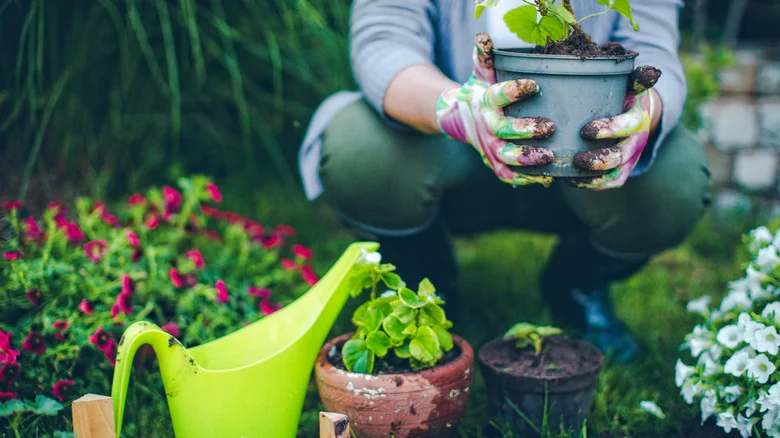 The Unexpected Kitchen Ingredient That Keeps Pests Out Of Your Garden