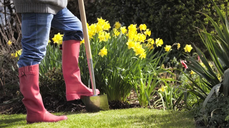 The Unexpected Kitchen Scrap That’ll Give Your Daffodils A Boost