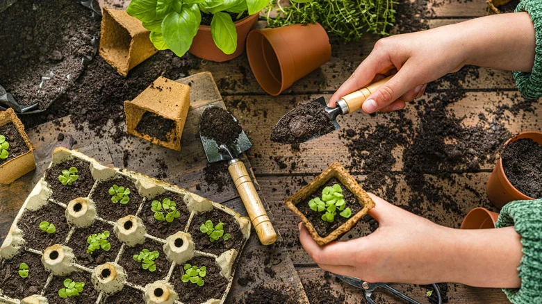 The Unexpected Pantry Item You Can Use To Start Seeds