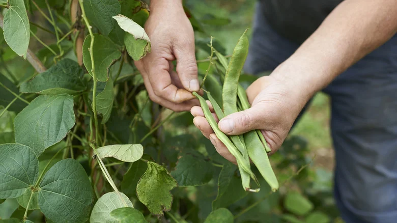The Unexpected Plant Pairing That Boosts Blooms And Bean Harvests
