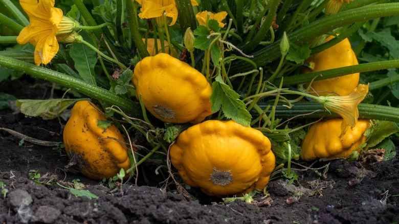 The Unexpected Reason You Want To Avoid Tilling Soil Around Squash
