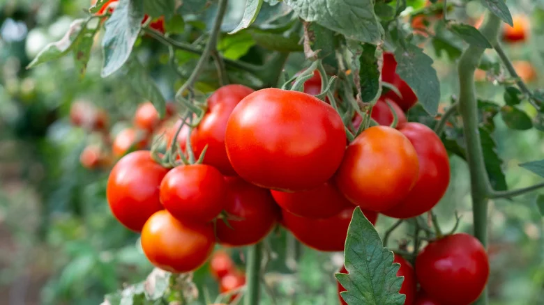 The Unexpected Secret Weapon Some Gardeners Are Using To Grow Perfect Tomatoes